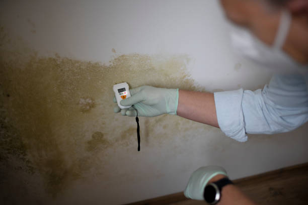 Best White Mold Remediation in Wilsons Mills, NC