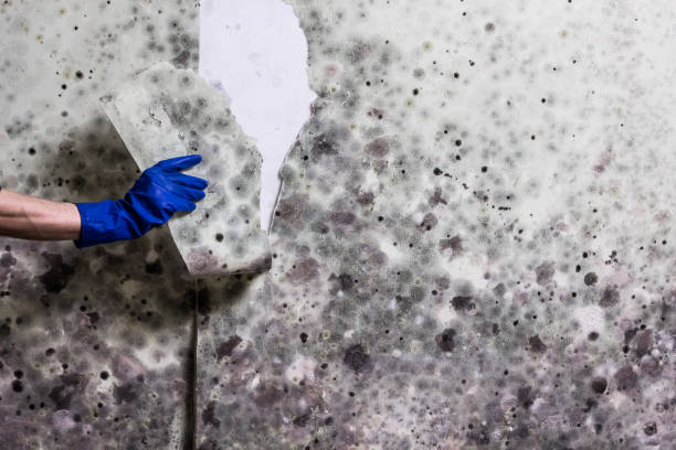 Trusted Wilsons Mills, NC Mold Remediation Experts